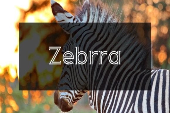 Zebrra: A Standout Display Font for Digital Branding